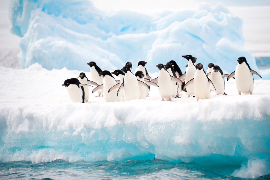 Things to do in Antarctica Tours