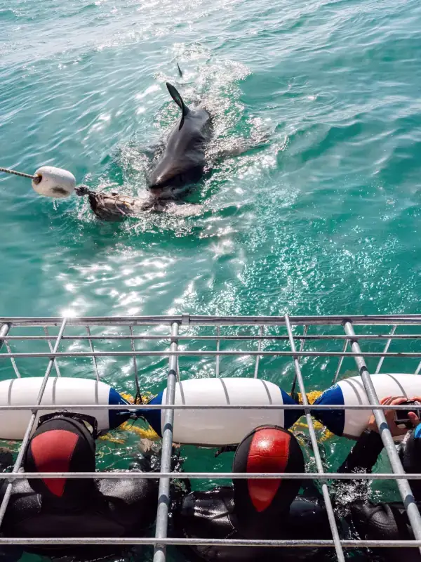 Shark Diving in South Africa - view sharks up close from the safety of a cage in the water