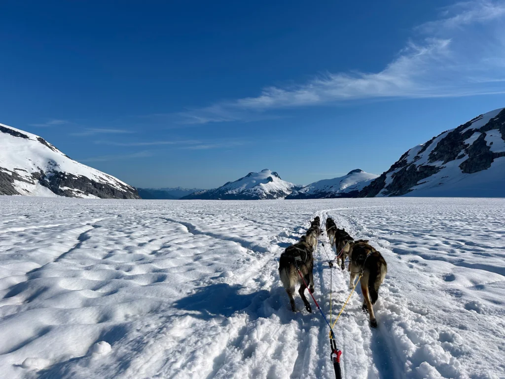 summer dog sledding in Alaska