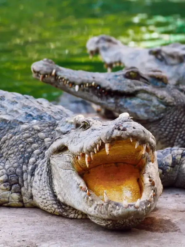 Cage of Death Crocodile Swim in Australia - swim with crocodiles