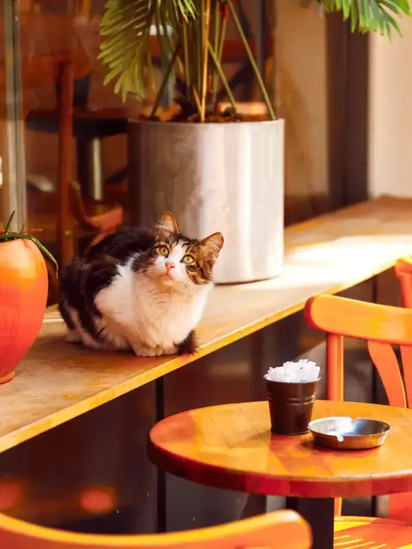 Romeow Cat Bistro in Rome - cat cafe