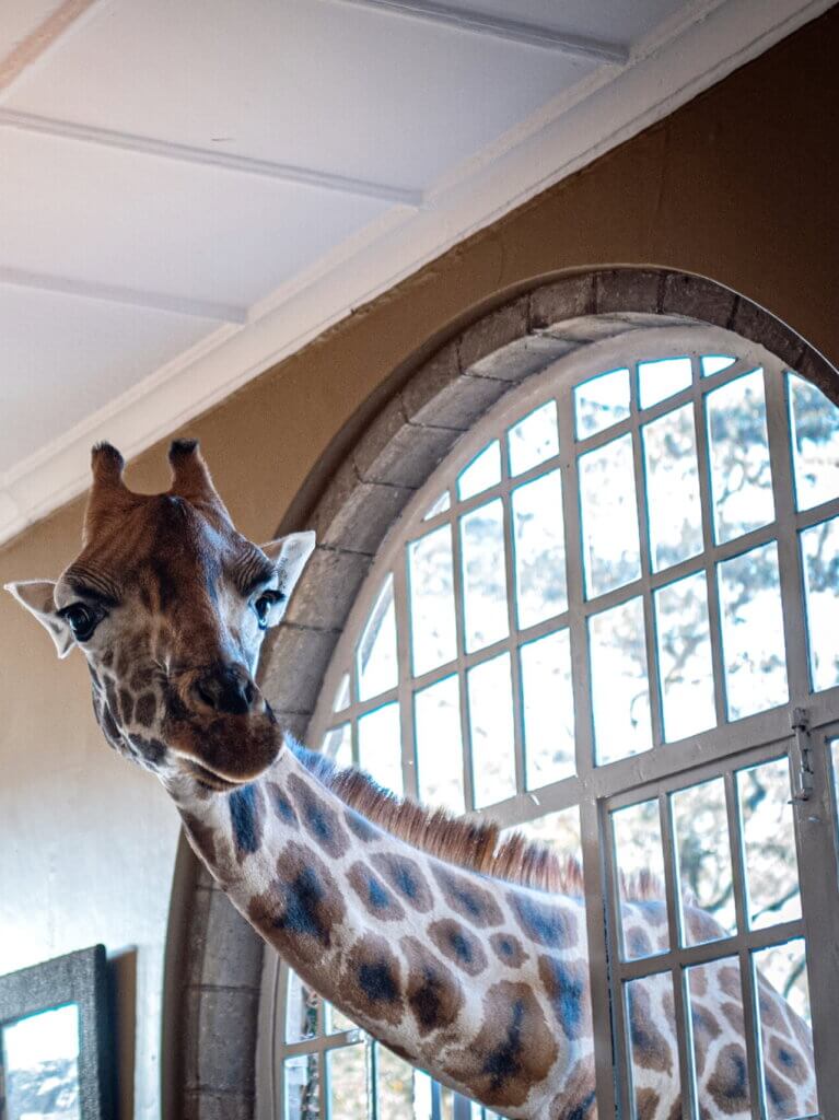 Giraffe Manor in Nairobi, Kenya - Giraffe Hotel