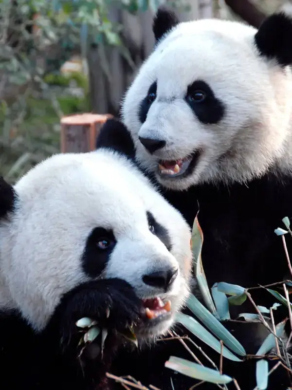 Chengdu Panda Reserve in Si Chuan, China - Panda Breeding Reserve